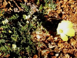 Grielum humifusum