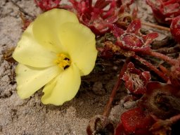 Grielum humifusum flower and fruit