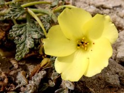 Grielum humifusum flower
