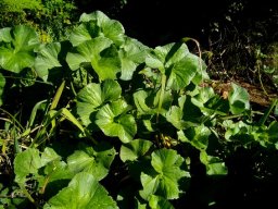 Gunnera perpensa living it up in Jonkershoek