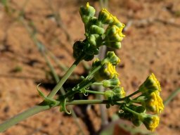 Gymnodiscus capillaris inflorescence in profile