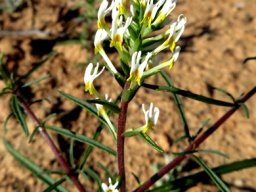 Hebenstretia parviflora leaves