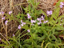 Heliotropium amplexicaule