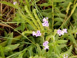 Heliotropium amplexicaule flowers