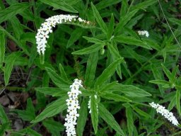Heliotropium steudneri
