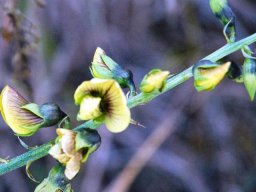 Crotalaria