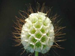 Scabiosa columbaria flower in the Rhenosterspruit Conservancy