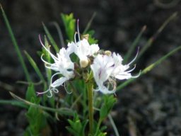 Ocimum obovatum