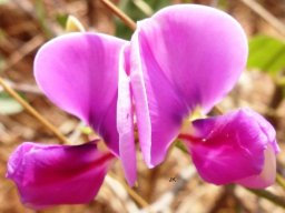 Sphenostylis angustifolia flower near Roossenekal