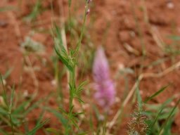 Hermbstaedtia fleckii