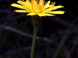 Hypochaeris radicata, an African exotic