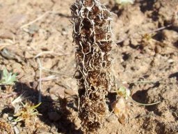 Ifloga glomerata