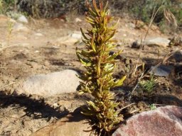Ifloga glomerata leaves
