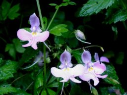 Impatiens hochstetteri