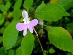 Impatiens hochstetteri flower