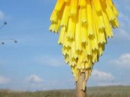 Kniphofia fluviatilis