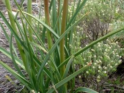 Kniphofia fluviatilis
