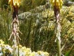Kniphofia ritualis 