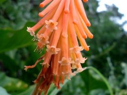 Kniphofia triangularis subsp. triangularis