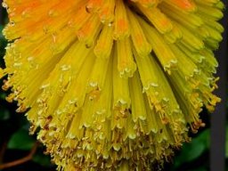 Kniphofia uvaria