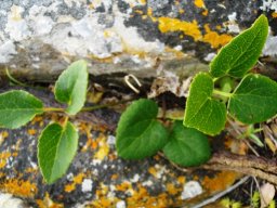 Anemone vesicatoria