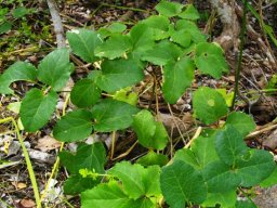 Anemone vesicatoria at Vermont
