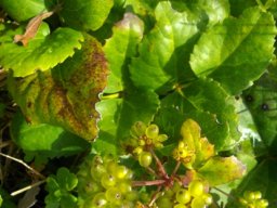 Anemone vesicatoria green fruit