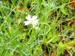 Lasiospermum bipinnatum