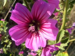 Malva arborea flower