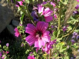 Malva arborea