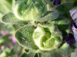 Malva arborea fruits, calyces and epicalyces