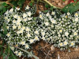 Limeum africanum
