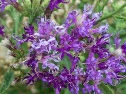 Linzia glabra flowerheads