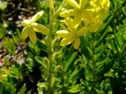 Lyperia tristis last flowers