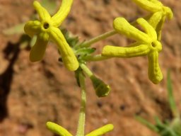 Lyperia tristis dancing flowers