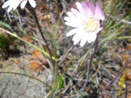Mairia crenata