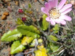 Mairia crenata flowerhead