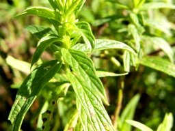 Mentha longifolia