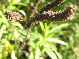 Mentha longifolia fruit spikes