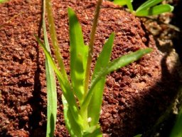Monopsis debilis var. gracilis leaves