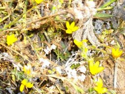 Monopsis lutea