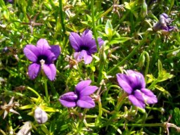 Monopsis unidentata