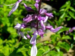 Ocimum labiatum flowers