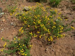 Oncosiphon piluliferum