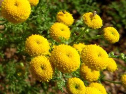 Oncosiphon piluliferum flowerheads and diners