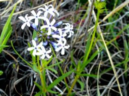 Pentanisia angustifolia