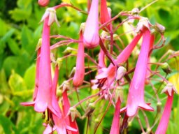 Phygelius aequalis flowers