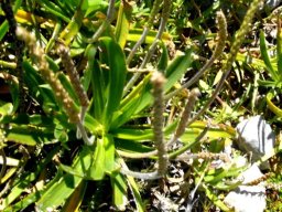 Plantago crassifolia var. crassifolia erect inflorescences