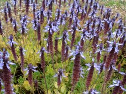 Coleus neochilus at the end of a busy season