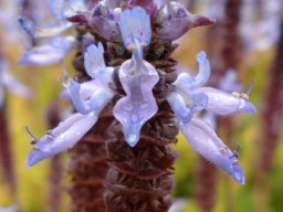 Coleus neochilus inflorescence